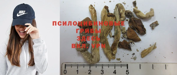 прущие грибы Ладушкин